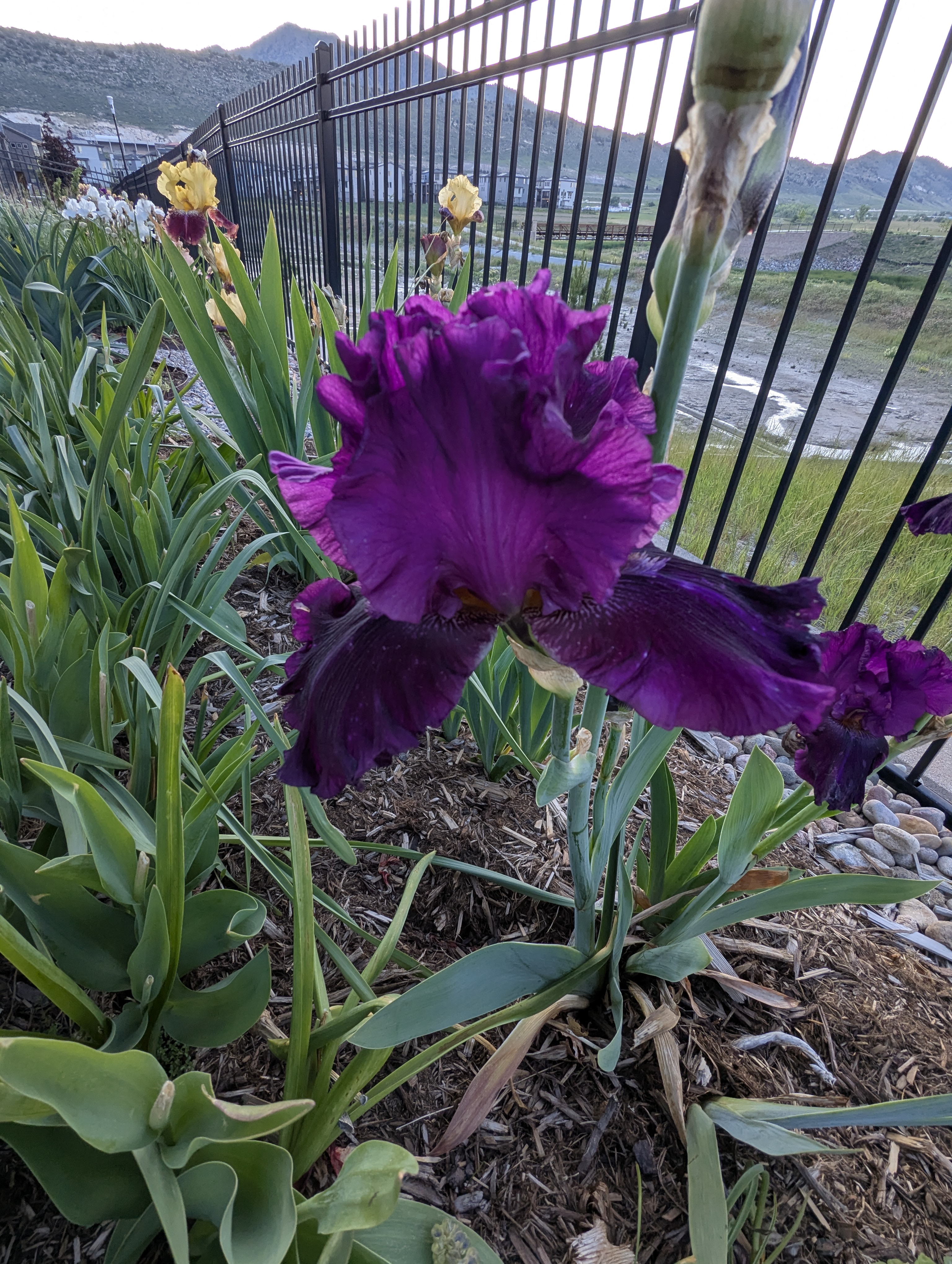 Garden, Flowers, Morrison, Colorado